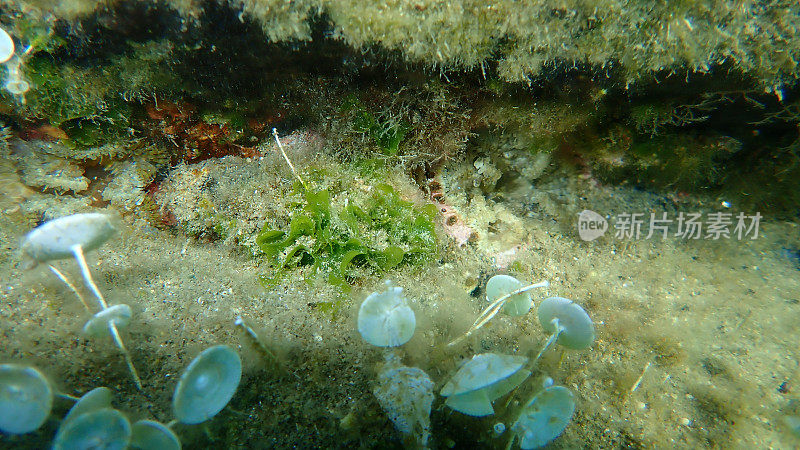 绿色藻类常见海羽衣甘蓝(Anadyomene stellata)海底，爱琴海